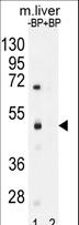 SAMD8 Antibody - Western blot of SAMD8 Antibody antibody pre-incubated without(lane 1) and with(lane 2) blocking peptide in mouse liver tissue lysate. SAMD8 Antibody (arrow) was detected using the purified antibody.
