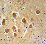 SAMD9L Antibody - SAMD9L Antibody IHC of formalin-fixed and paraffin-embedded human brain tissue followed by peroxidase-conjugated secondary antibody and DAB staining.