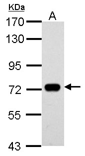 SAMHD1 Antibody - Sample (30 ug of whole cell lysate). A: THP-1. 7.5% SDS PAGE. SAMHD1 / DCIP antibody diluted at 1:500.