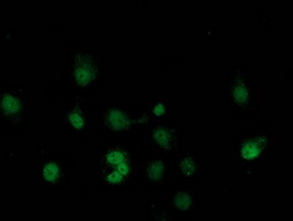 SAMHD1 Antibody - Anti-SAMHD1 mouse monoclonal antibody immunofluorescent staining of COS7 cells transiently transfected by pCMV6-ENTRY SAMHD1.