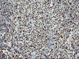 SAMHD1 Antibody - IHC of paraffin-embedded Human tonsil using anti-SAMHD1 mouse monoclonal antibody.