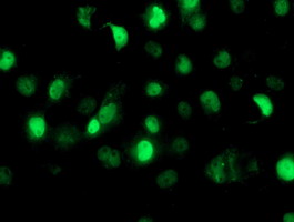 SAMHD1 Antibody - Anti-SAMHD1 mouse monoclonal antibody immunofluorescent staining of COS7 cells transiently transfected by pCMV6-ENTRY SAMHD1.