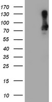 SAMHD1 Antibody - HEK293T cells were transfected with the pCMV6-ENTRY control (Left lane) or pCMV6-ENTRY SAMHD1 (Right lane) cDNA for 48 hrs and lysed. Equivalent amounts of cell lysates (5 ug per lane) were separated by SDS-PAGE and immunoblotted with anti-SAMHD1.