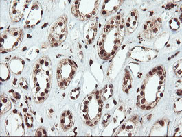 SAMHD1 Antibody - IHC of paraffin-embedded Human Kidney tissue using anti-SAMHD1 mouse monoclonal antibody.