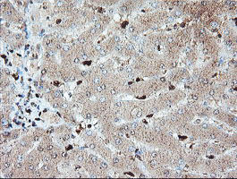 SAMHD1 Antibody - IHC of paraffin-embedded Human liver tissue using anti-SAMHD1 mouse monoclonal antibody.