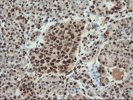 SAMHD1 Antibody - IHC of paraffin-embedded Human pancreas tissue using anti-SAMHD1 mouse monoclonal antibody.