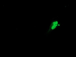 SAMHD1 Antibody - Anti-SAMHD1 mouse monoclonal antibody  immunofluorescent staining of COS7 cells transiently transfected by pCMV6-ENTRY SAMHD1.