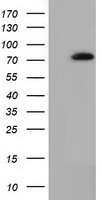 SAMHD1 Antibody - HEK293T cells were transfected with the pCMV6-ENTRY control (Left lane) or pCMV6-ENTRY SAMHD1 (Right lane) cDNA for 48 hrs and lysed. Equivalent amounts of cell lysates (5 ug per lane) were separated by SDS-PAGE and immunoblotted with anti-SAMHD1.