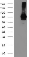 SAMHD1 Antibody - HEK293T cells were transfected with the pCMV6-ENTRY control (Left lane) or pCMV6-ENTRY SAMHD1 (Right lane) cDNA for 48 hrs and lysed. Equivalent amounts of cell lysates (5 ug per lane) were separated by SDS-PAGE and immunoblotted with anti-SAMHD1.