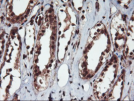 SAMHD1 Antibody - IHC of paraffin-embedded Human Kidney tissue using anti-SAMHD1 mouse monoclonal antibody.