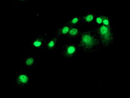 SAMHD1 Antibody - Anti-SAMHD1 mouse monoclonal antibody immunofluorescent staining of COS7 cells transiently transfected by pCMV6-ENTRY SAMHD1.