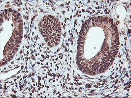 SAMHD1 Antibody - IHC of paraffin-embedded Human endometrium tissue using anti-SAMHD1 mouse monoclonal antibody.
