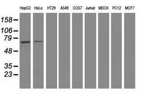 SAMHD1 Antibody - Western blot of extracts (35ug) from 9 different cell lines by using anti-SAMHD1 monoclonal antibody (HepG2: human; HeLa: human; SVT2: mouse; A549: human; COS7: monkey; Jurkat: human; MDCK: canine; PC12: rat; MCF7: human).