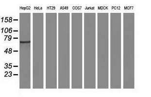 SAMHD1 Antibody - Western blot of extracts (35 ug) from 9 different cell lines by using anti-SAMHD1 monoclonal antibody (HepG2: human; HeLa: human; SVT2: mouse; A549: human; COS7: monkey; Jurkat: human; MDCK: canine; PC12: rat; MCF7: human).