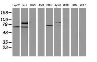SAMHD1 Antibody - Western blot of extracts (35 ug) from 9 different cell lines by using anti-SAMHD1 monoclonal antibody.