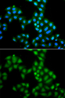 SAMHD1 Antibody - Immunofluorescence analysis of A549 cells.