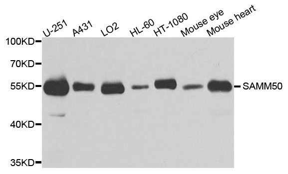 SAMM50 Antibody - Western blot analysis of extracts of various cells.