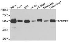 SAMM50 Antibody - Western blot analysis of extracts of various cells.