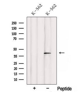 SAMSN1 Antibody - Western blot analysis of extracts of 3T3 cells using SAMSN1 antibody. The lane on the left was treated with blocking peptide.