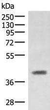 SAMSN1 Antibody - Western blot analysis of Mouse liver tissue lysate  using SAMSN1 Polyclonal Antibody at dilution of 1:1000