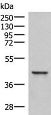 SAMSN1 Antibody - Western blot analysis of Hela cell lysate  using SAMSN1 Polyclonal Antibody at dilution of 1:800