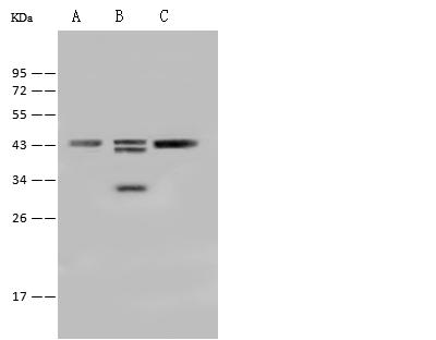 SAMSN1 Antibody - Anti-SAMSN1 rabbit polyclonal antibody at 1:500 dilution. Lane A: Mouse spleen tissue lysate. Lane B: Mouse brain tissue lysate. Lane C: Mouse small intestine tissue lysate. Lysates/proteins at 30 ug per Lane. Secondary: Goat Anti-Rabbit IgG (H+L)/HRP at 1/10000 dilution. Developed using the ECL technique. Performed under reducing conditions. Predicted band size: 42 kDa. Observed band size: 43 kDa.