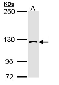 SAP130 Antibody - Sample (30 ug of whole cell lysate). A: Hela. 5% SDS PAGE. SAP130 antibody diluted at 1:3000.