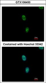 SAP130 Antibody - Immunofluorescence of methanol-fixed HeLa using SAP130 antibody at 1:500 dilution.