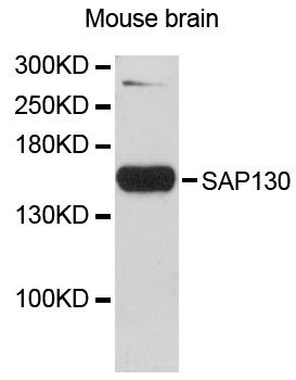 SAP130 Antibody - Western blot analysis of extracts of mouse brain, using SAP130 antibody at 1:3000 dilution. The secondary antibody used was an HRP Goat Anti-Rabbit IgG (H+L) at 1:10000 dilution. Lysates were loaded 25ug per lane and 3% nonfat dry milk in TBST was used for blocking. An ECL Kit was used for detection and the exposure time was 90s.