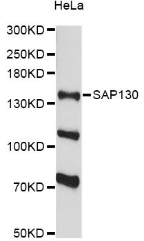 SAP130 Antibody - Western blot analysis of extracts of HeLa cells, using SAP130 antibody at 1:3000 dilution. The secondary antibody used was an HRP Goat Anti-Rabbit IgG (H+L) at 1:10000 dilution. Lysates were loaded 25ug per lane and 3% nonfat dry milk in TBST was used for blocking. An ECL Kit was used for detection and the exposure time was 90s.