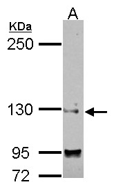 SAP130 Antibody - Sample (30 ug of whole cell lysate) A: IMR32 5% SDS PAGE SAP130 antibody diluted at 1:1000