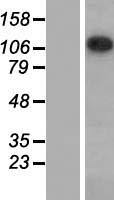 SAP130 Protein - Western validation with an anti-DDK antibody * L: Control HEK293 lysate R: Over-expression lysate