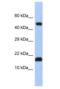 SAP18 Antibody - SAP18 antibody Western Blot of Fetal Brain. Antibody dilution: 1 ug/ml.  This image was taken for the unconjugated form of this product. Other forms have not been tested.