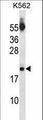SAP18 Antibody - SAP18 Antibody western blot of K562 cell line lysates (35 ug/lane). The SAP18 antibody detected the SAP18 protein (arrow).