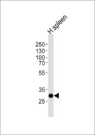SAP30 Antibody - Western blot of lysate from human spleen tissue lysate, using SAP30 Antibody. Antibody was diluted at 1:1000 at each lane. A goat anti-rabbit IgG H&L (HRP) at 1:5000 dilution was used as the secondary antibody. Lysate at 35ug per lane.