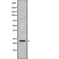 SAP30 Antibody - Western blot analysis SAP30 using 293 whole cells lysates