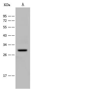 SAP30 Antibody - Anti-SAP30 rabbit polyclonal antibody at 1:500 dilution. Lane A: NIH-3T3 Whole Cell Lysate. Lysates/proteins at 30 ug per lane. Secondary: Goat Anti-Rabbit IgG (H+L)/HRP at 1/10000 dilution. Developed using the ECL technique. Performed under reducing conditions. Predicted band size: 23 kDa. Observed band size: 29 kDa.