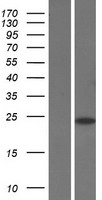SAP30 Protein - Western validation with an anti-DDK antibody * L: Control HEK293 lysate R: Over-expression lysate