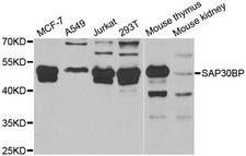 SAP30BP / HTRG Antibody - Western blot analysis of extracts of various cell lines.