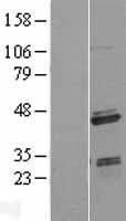 SAP30BP / HTRG Protein - Western validation with an anti-DDK antibody * L: Control HEK293 lysate R: Over-expression lysate