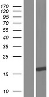 SAP30L Protein - Western validation with an anti-DDK antibody * L: Control HEK293 lysate R: Over-expression lysate