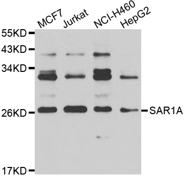 SAR1A / SAR1 Antibody - Western blot analysis of extracts of various cell lines.