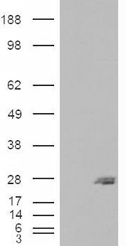 SARA2 / SAR1B Antibody - HEK293 overexpressing SAR1B (RC210593) and probed with (mock transfection in first lane).