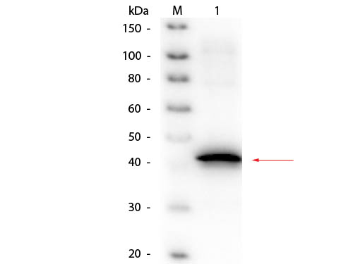 Sarcosine Oxidase Antibody - Western Blot of Goat anti-Sarcosine Oxidase (Microbial) Antibody Biotin Conjugated. Lane 1: Sarcosine Oxidase (Microbial). Load: 50 ng per lane. Primary antibody: Goat anti-Sarcosine Oxidase (Microbial) Antibody Biotin Conjugated at 1:1,000 overnight at 4°C. Secondary antibody: HRP streptavidin secondary antibody at 1:40,000 for 30 min at RT. Block: MB-070 for 30 min at RT. Predicted/Observed size: 45 kDa, 45 kDa for Sarcosine Oxidase monomeric alpha subunit.