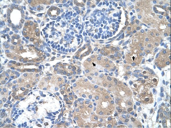 SARDH Antibody - SARDH antibody SARDH(sarcosine dehydrogenase) Antibody was used in IHC to stain formalin-fixed, paraffin-embedded human kidney.  This image was taken for the unconjugated form of this product. Other forms have not been tested.