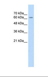 SARDH Antibody - HepG2 cell lysate. Antibody concentration: 2.5 ug/ml. Gel concentration: 12%.  This image was taken for the unconjugated form of this product. Other forms have not been tested.