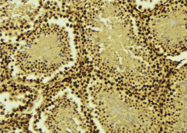 SARNP / Hcc-1 / CIP29 Antibody - 1:100 staining mouse testis tissue by IHC-P. The sample was formaldehyde fixed and a heat mediated antigen retrieval step in citrate buffer was performed. The sample was then blocked and incubated with the antibody for 1.5 hours at 22°C. An HRP conjugated goat anti-rabbit antibody was used as the secondary.