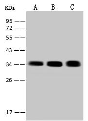 SARNP / Hcc-1 / CIP29 Antibody - Anti-SARNP rabbit polyclonal antibody at 1:500 dilution. Lane A: Hela Whole Cell Lysate. Lane B: Jurkat Whole Cell Lysate. Lane C: 293T Whole Cell Lysate. Lysates/proteins at 30 ug per lane. Secondary: Goat Anti-Rabbit IgG (H+L)/HRP at 1/10000 dilution. Developed using the ECL technique. Performed under reducing conditions. Predicted band size: 24 kDa. Observed band size: 34 kDa.