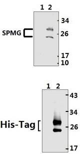 SARS-CoV-2 M Glycoprotein Antibody - Western Blot of SARS-CoV-2 M Glycoprotein and Negative Control - Lane 1: Negative Control - Lane 2: M Glycoprotein