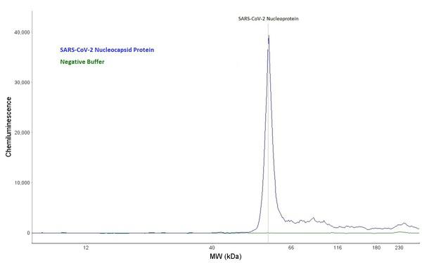 SARS-CoV-2 Nucleoprotein Antibody - Capillary Western Analysis of anti-SARS-CoV-2 Nucleoprotein antibody (LS-A13473, 1 mg/ml) using 12-230 kDa separation module. Blue Curve: SARS-CoV-2 Nucleocapsid Protein (10 ng/µl); Green Curve: Negative Control, buffer only. (Protein Simple Electropherogram)